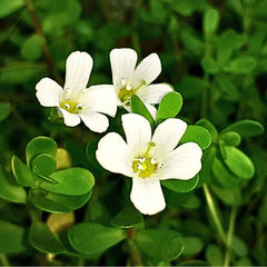 Brahmi