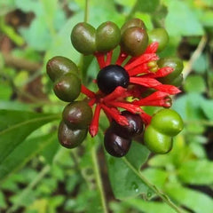 Sarpagandha
