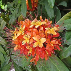 Ashoka