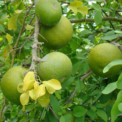 Bael Fruit