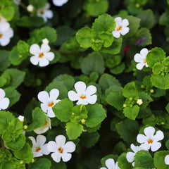 Brahmi