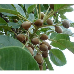Baheda